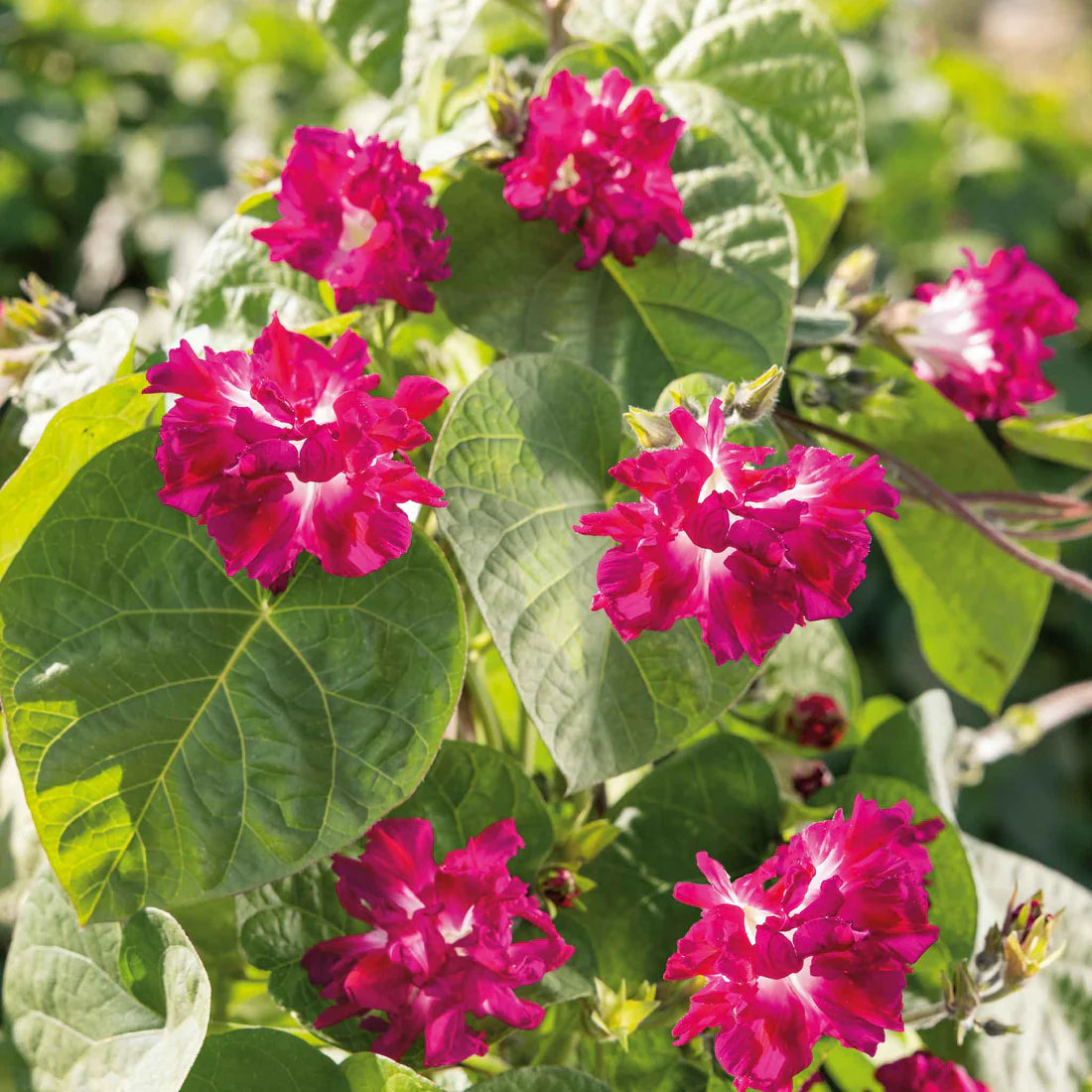 Morning Glory Sunrise Serenade Seeds