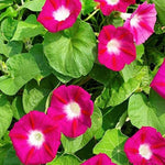 Morning Glory Scarlet O Hara Vine Imported heirloom non-gmo garden seeds