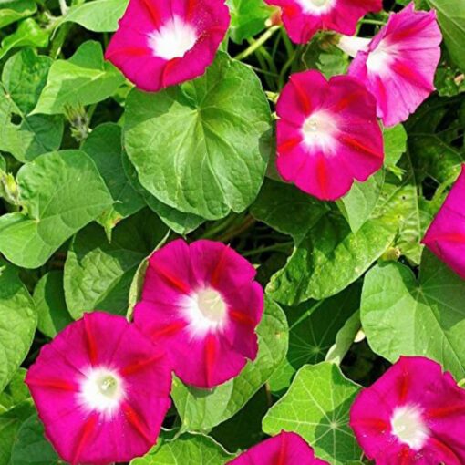 Morning Glory Scarlet O Hara Vine Imported heirloom non-gmo garden seeds