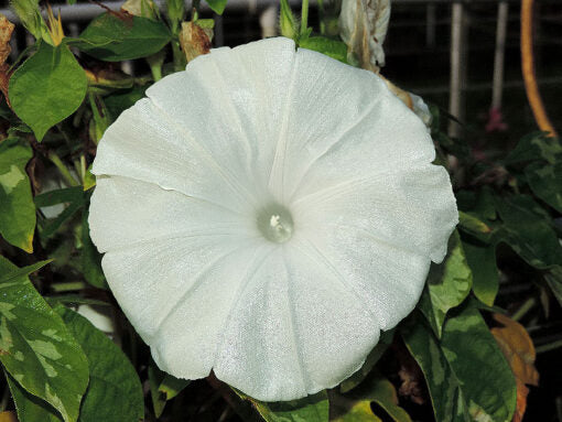 Morning Glory Shirayuki Open Pollinated heirloom non-gmo garden seeds