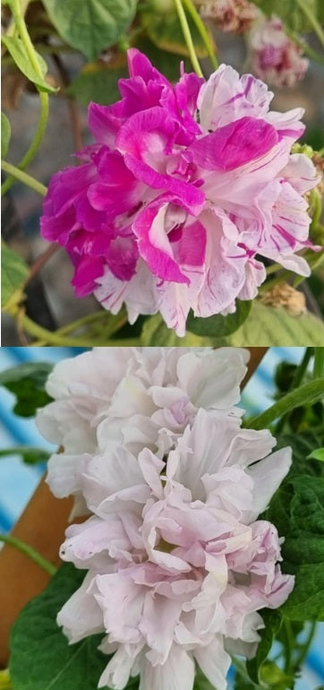 Morning Glory Shiva Hige heirloom non-gmo garden seeds