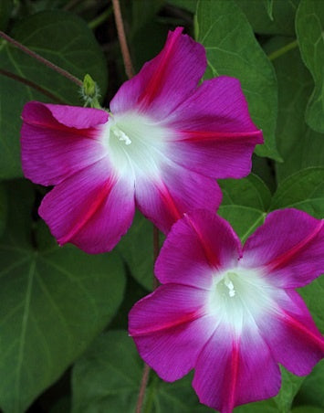 Morning Glory Split Personality Imported heirloom non-gmo garden seeds