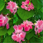 Morning Glory Split Second Imported heirloom non-gmo garden seeds