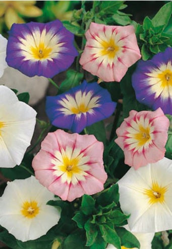 Morning Glory Ensign Tricolor Imported heirloom non-gmo garden seeds