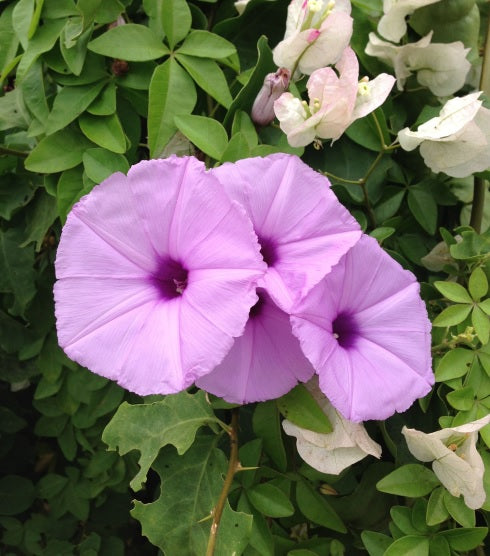 Morning Glory Violet Vine Open Pollinated heirloom non-gmo garden seeds