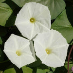 Morning Glory Snow White Vine Open Pollinated heirloom non-gmo garden seeds