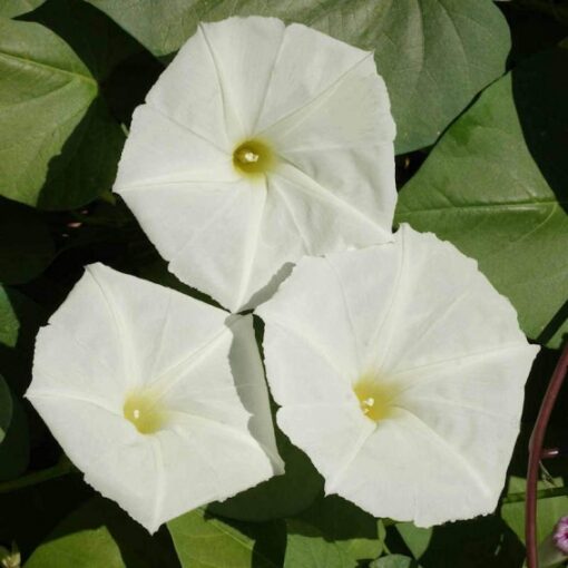 Morning Glory Snow White Vine Open Pollinated heirloom non-gmo garden seeds