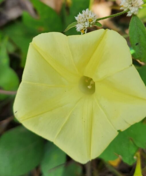 Morning Glory Yellow heirloom non-gmo garden seeds