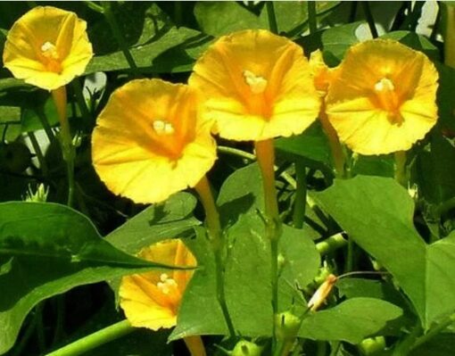 Ipomoea Hederifolia Morning Glory Yellow Open Pollinated heirloom non-gmo garden seeds