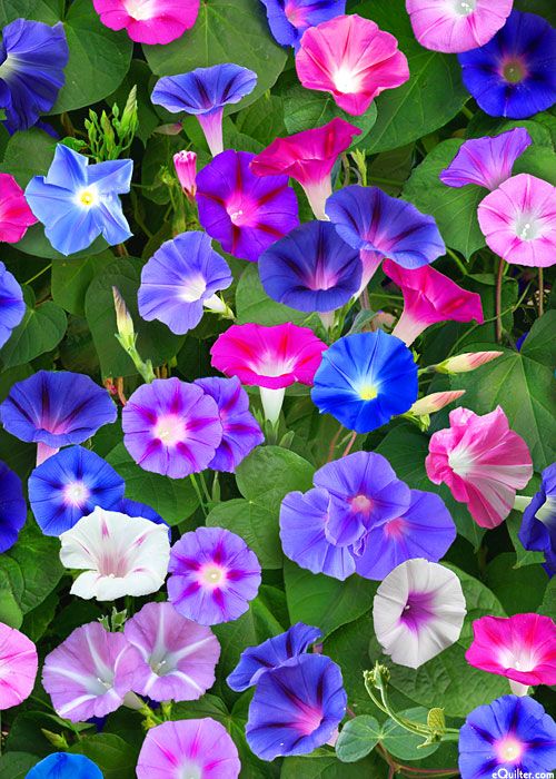 Morning Glory heirloom non-gmo garden seeds