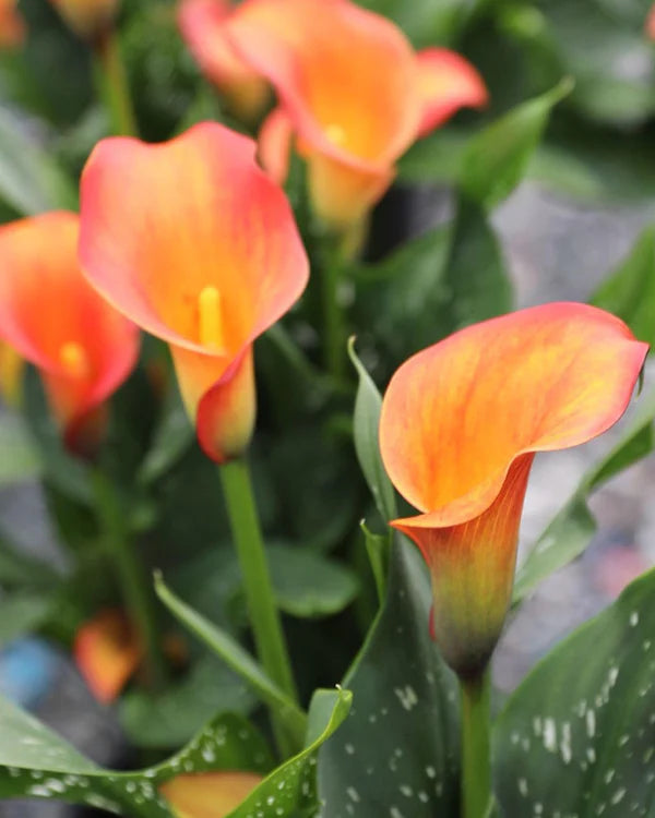 Calla Lily Bulbs - Morning Sun