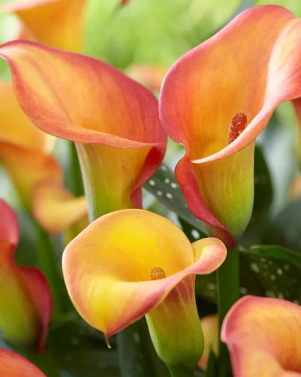 Calla Lily Bulbs - Morning Sun