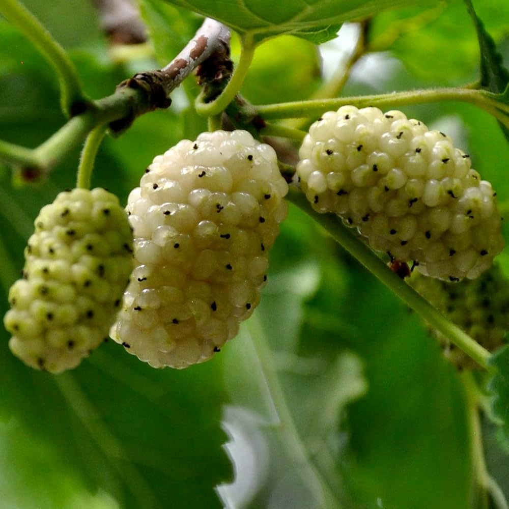 Morus Alba mulberry seeds for planting white mulberry tree
