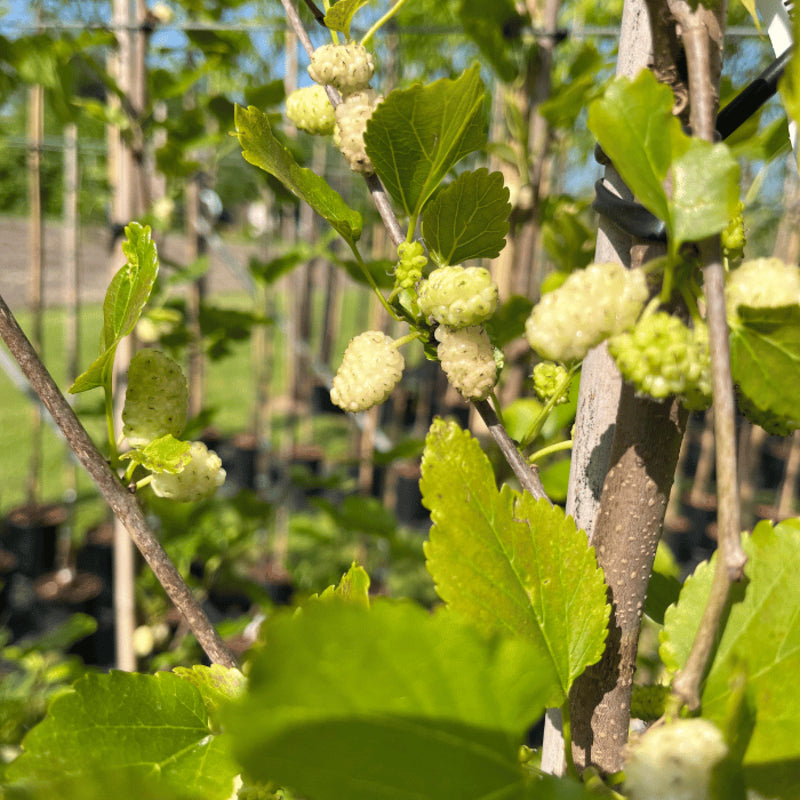 Morus Alba seedling growing from mulberry seeds
