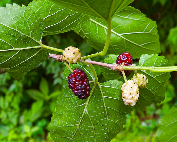 White Mulberry (Morus alba) / Common Name: White Mulberry