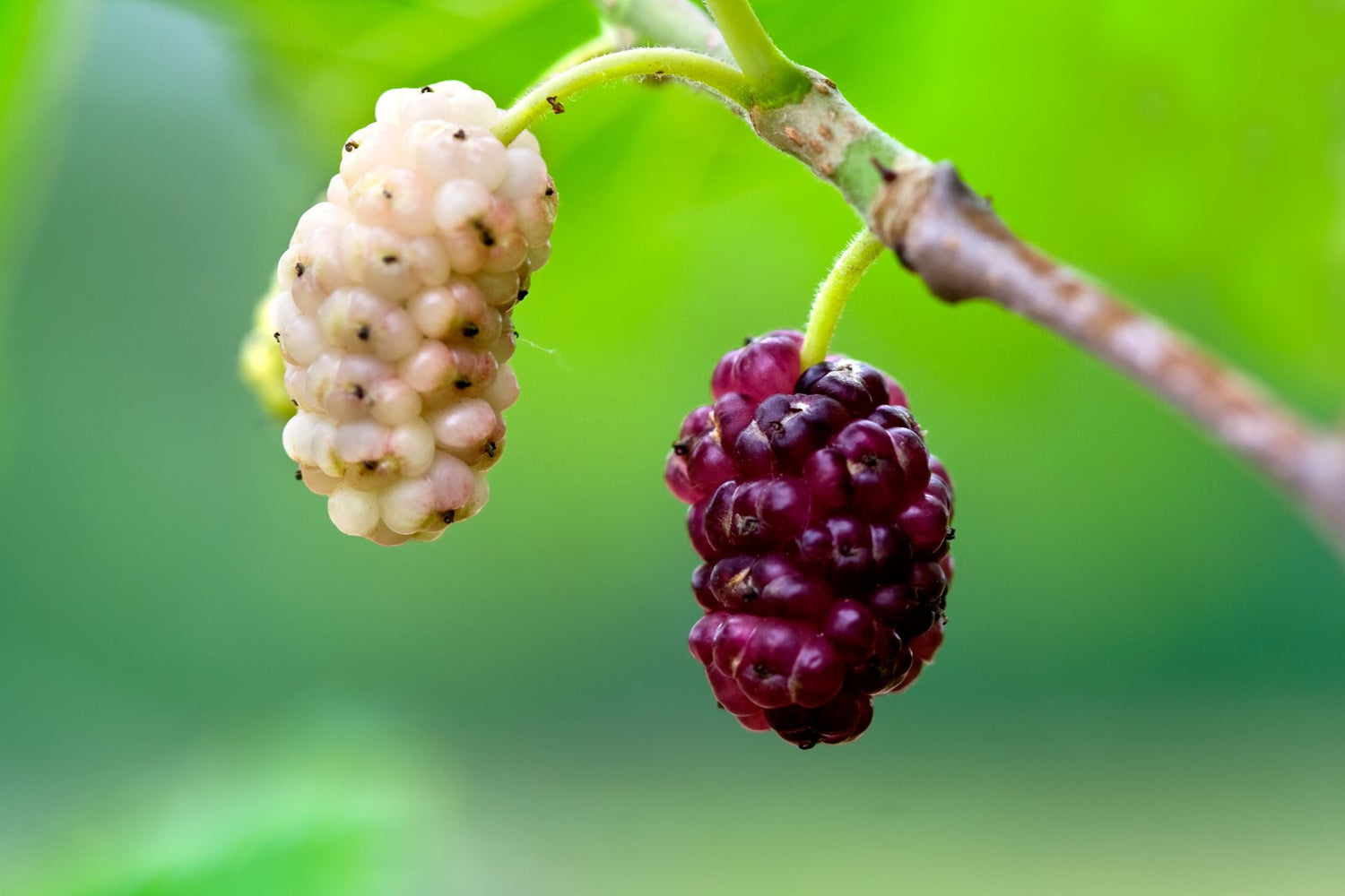 White Mulberry (Morus alba) / Common Name: White Mulberry