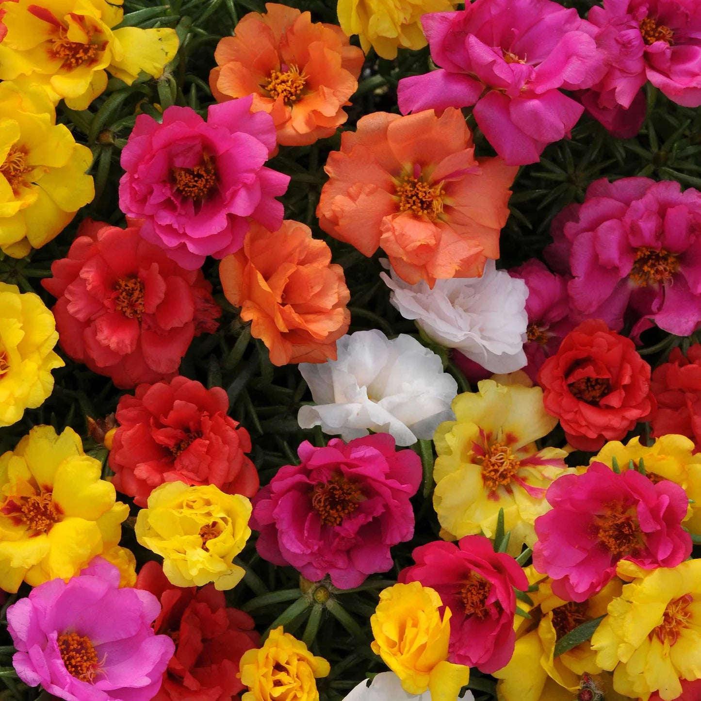 Moss Rose Seeds - Happy Hour Mix