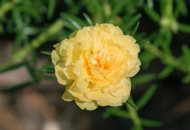 Moss Rose Portulaca Yellow Flowering Seeds For Planting