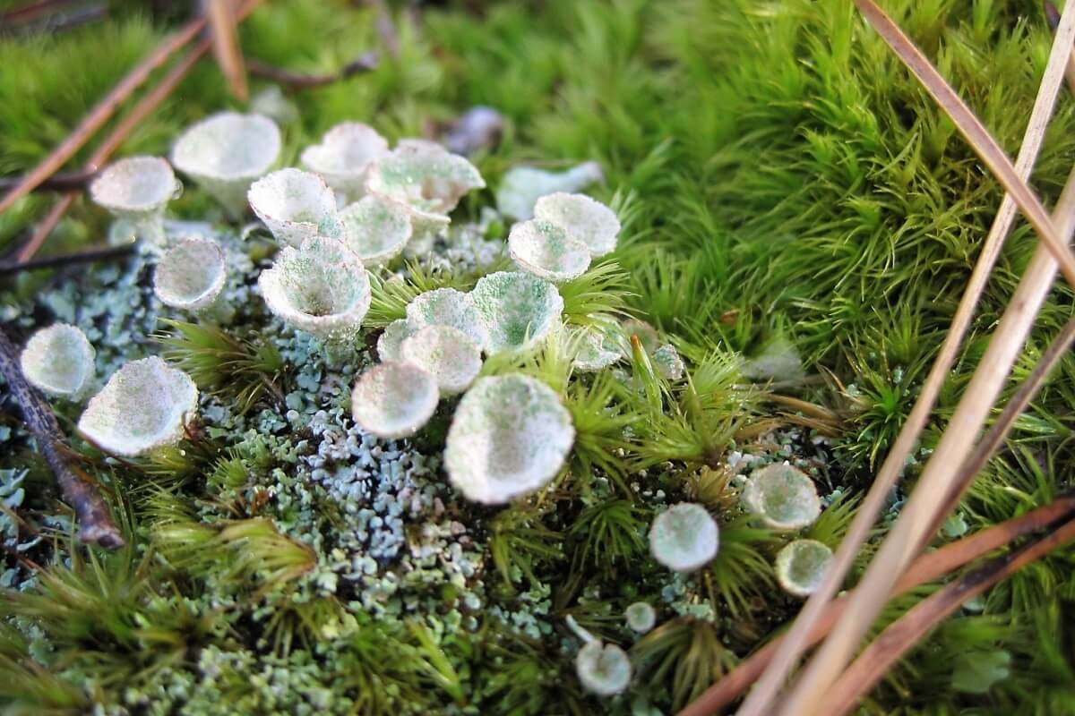 Green Moss Bryum argenteum ornamental ground cover seeds for shaded garden and indoor terrarium planting