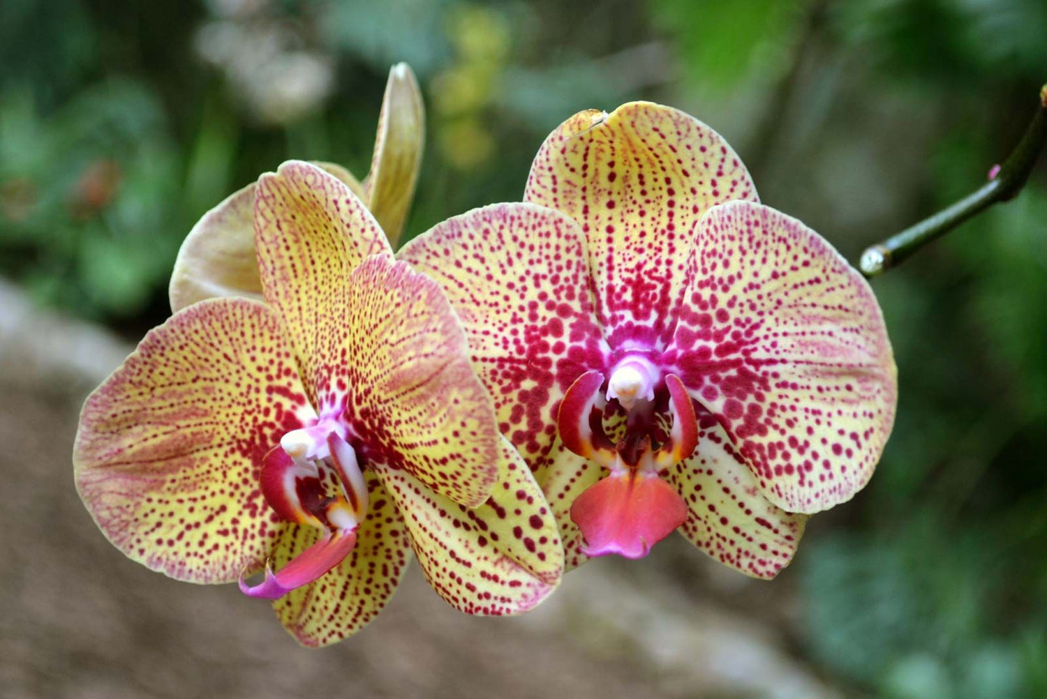 Phalaenopsis Orchid Seeds