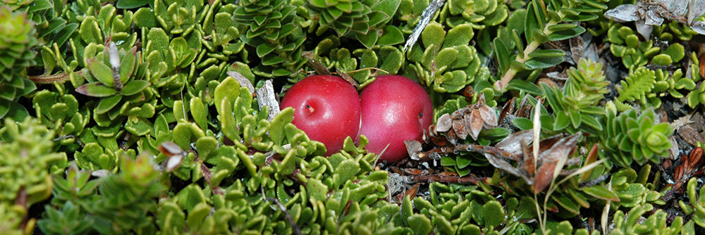 Falkland Island Cranberry (Empetrum rubrum)