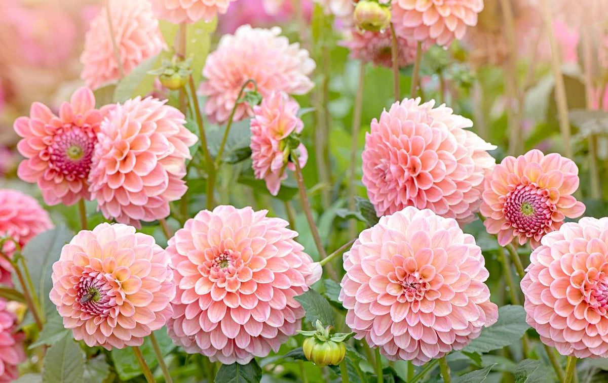 Dahlia Seeds for Garden and Home Decoration Planting