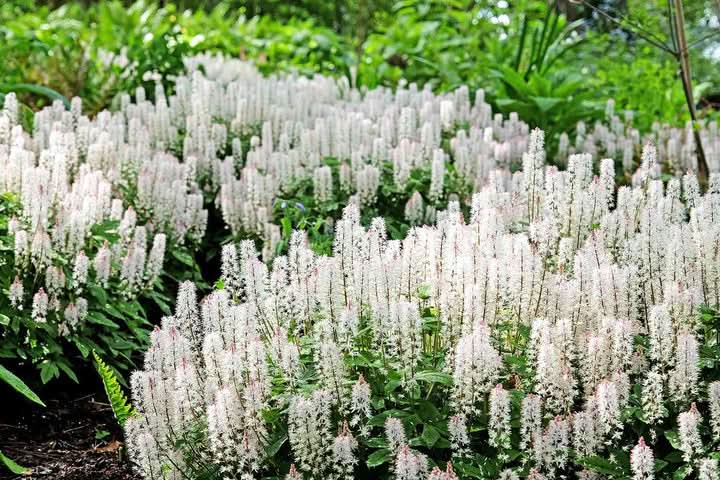 Foam Flower Seeds for Planting – Shade-Loving Perennial Garden Blooms