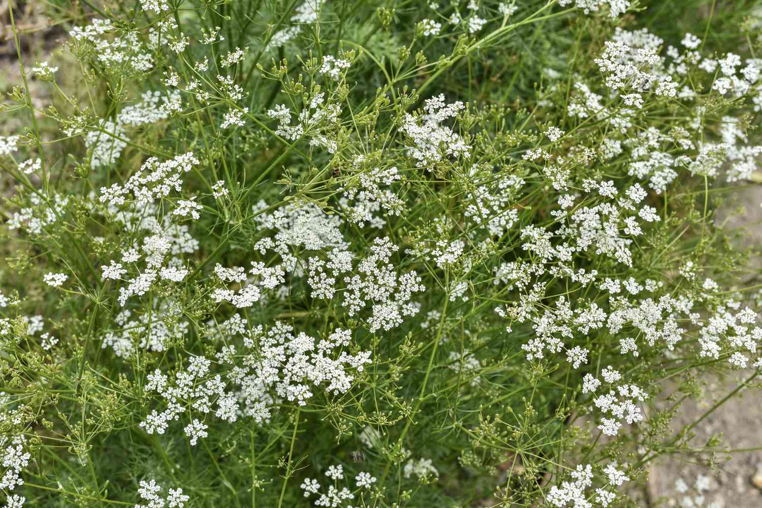 Cumin Herb Seed