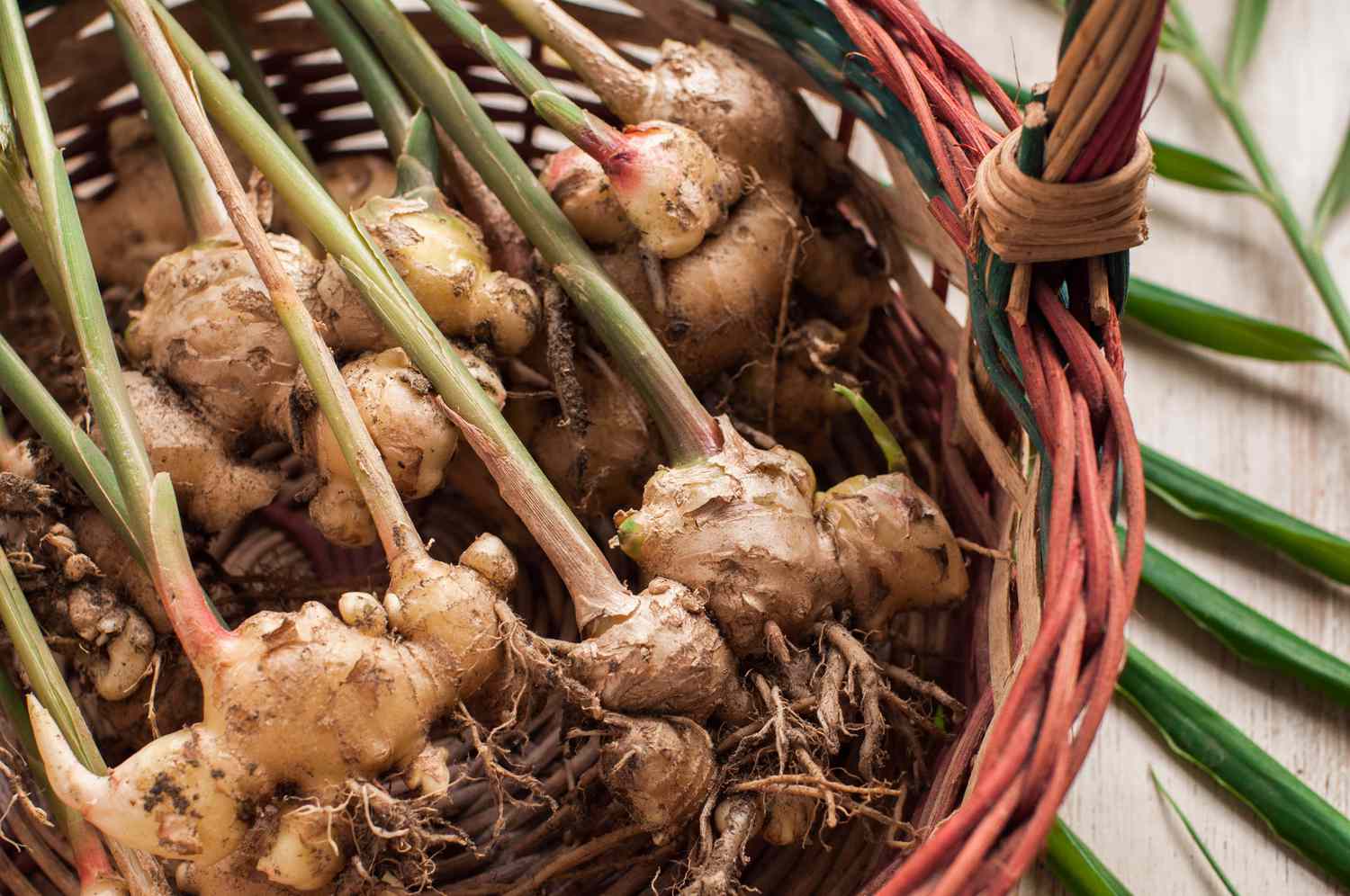 Perennial Ginger Vegetable Seeds for Planting