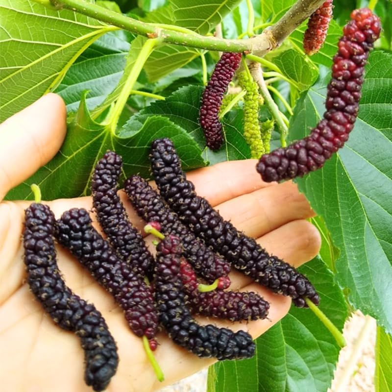 Mulberry seedlings grown from long mulberry seeds