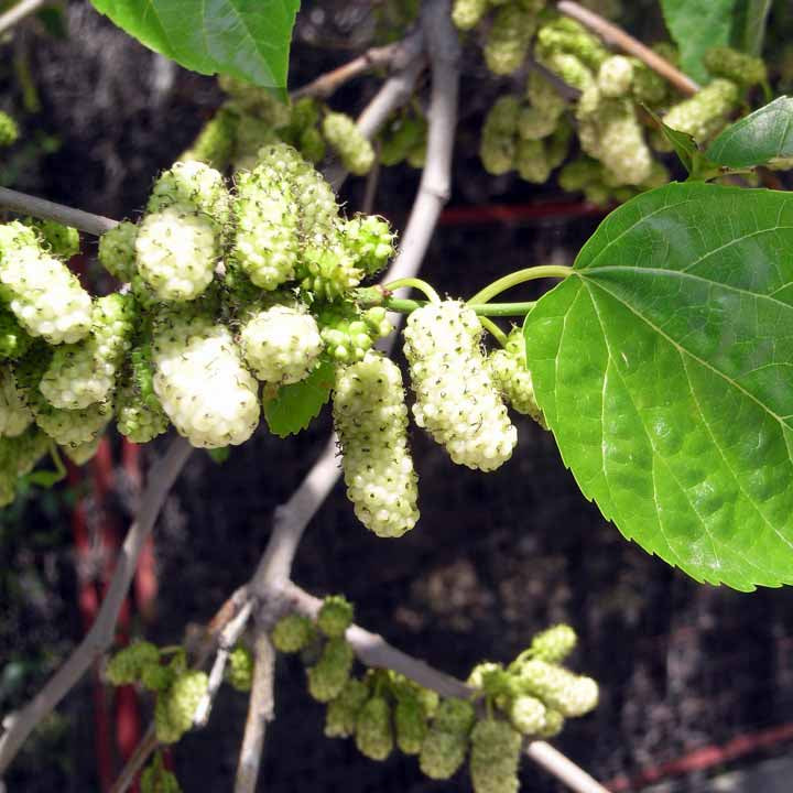 Morus Alba leaves grown from tree seeds