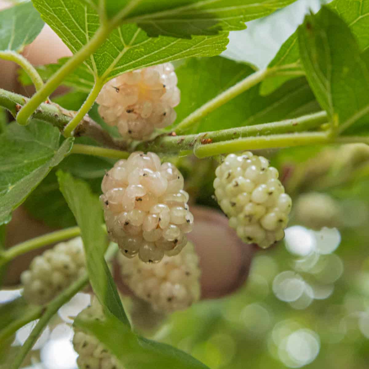 Mulberry Tree Seeds Fast Growing Shade Tree for Landscaping