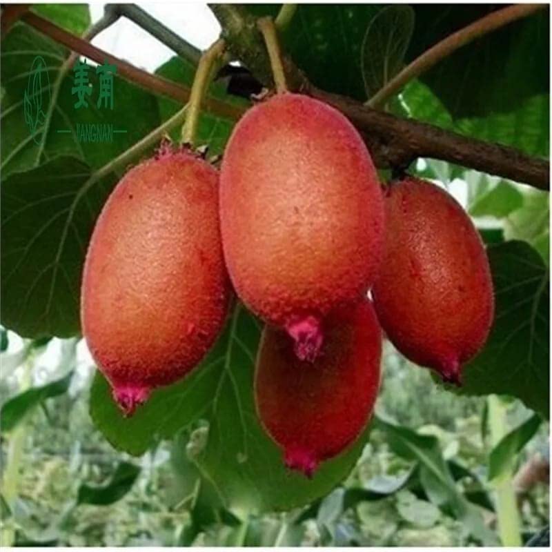 Multi Colour Kiwi Fruit Seeds for Planting Garden Growth