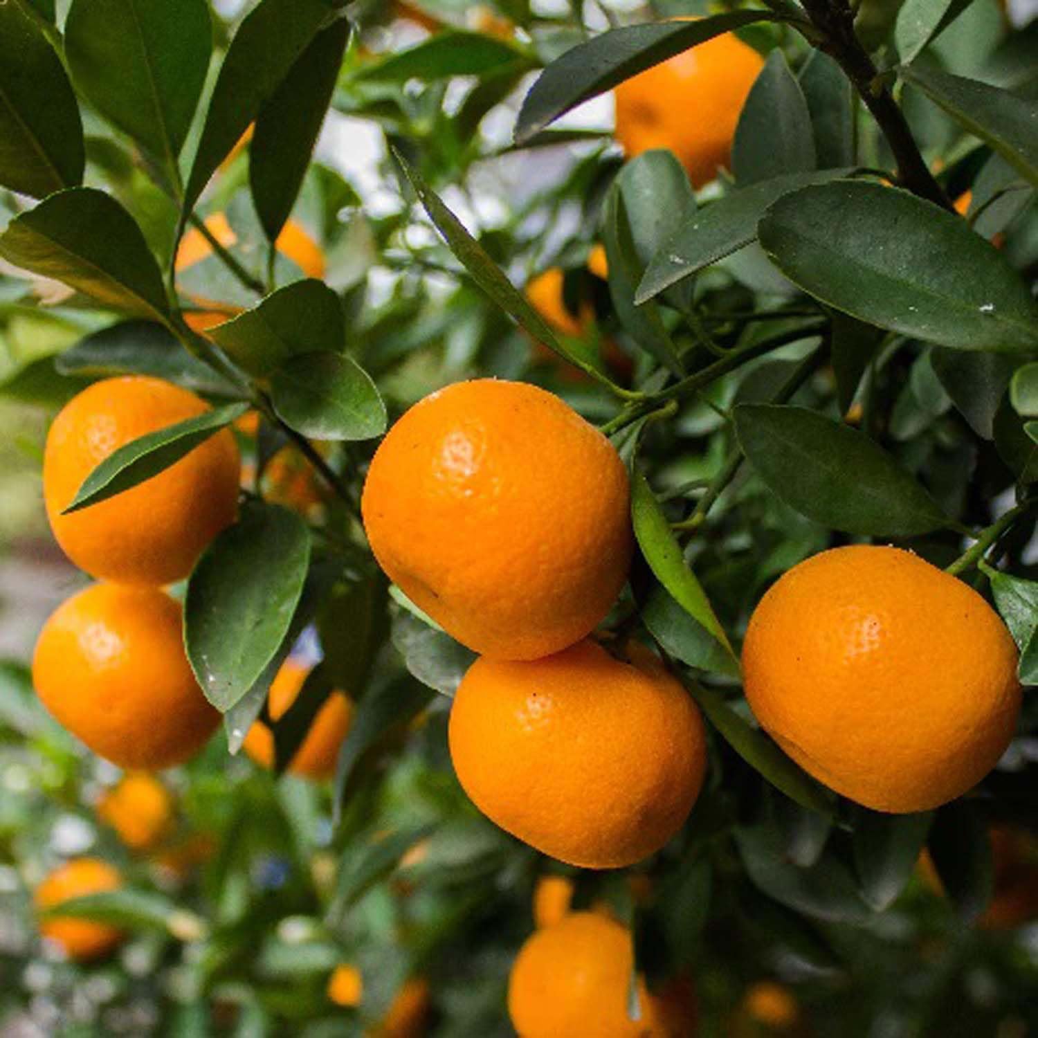 Multi colour orange fruit seeds for gardening and home garden use