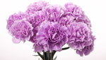Multicolor Carnation Flower Seeds – Ruffled Edges in a Variety of Shades - Dharaseeds