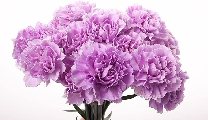 Multicolor Carnation Flower Seeds – Ruffled Edges in a Variety of Shades - Dharaseeds