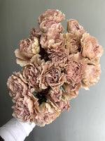 Multicolor Carnation Flower Seeds – Ruffled Edges in a Variety of Shades - Dharaseeds