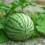 Multicolor giant watermelon seeds for home gardening