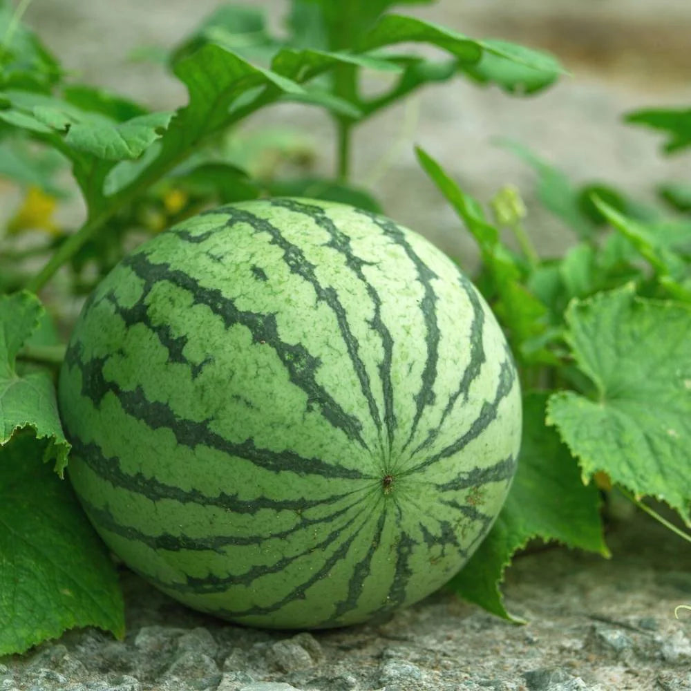Multicolor giant watermelon seeds for home gardening