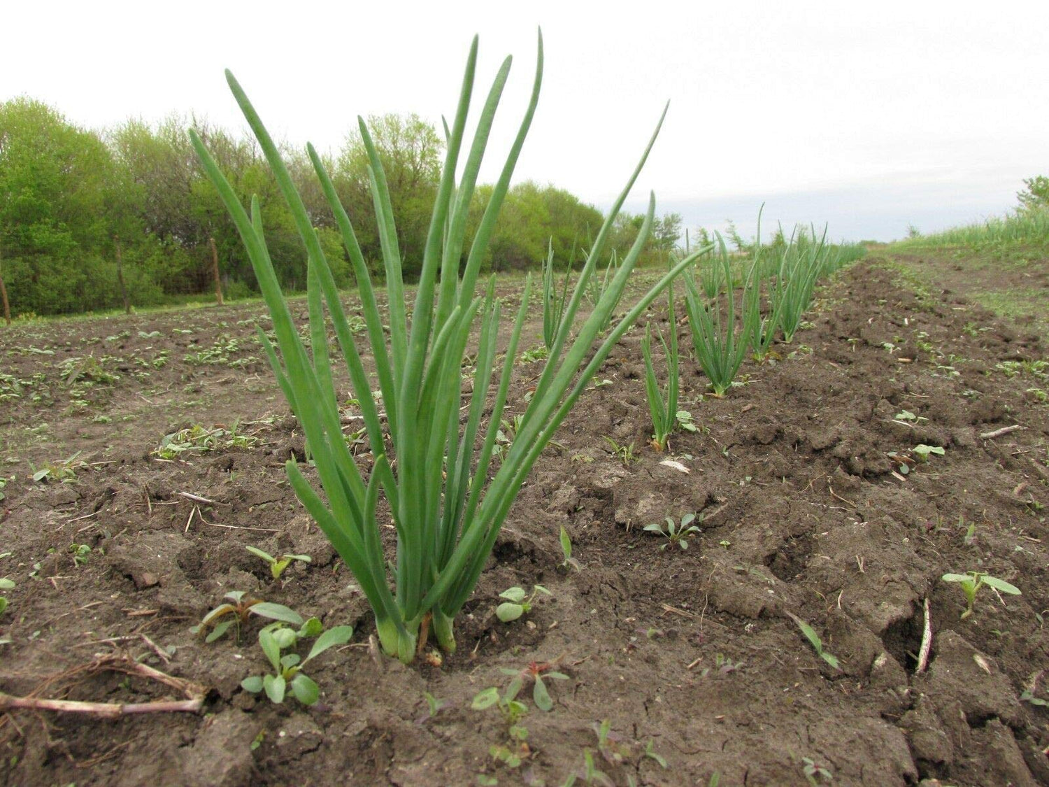 Multiplier Onion Seeds for planting Amanda Hershberger variety
