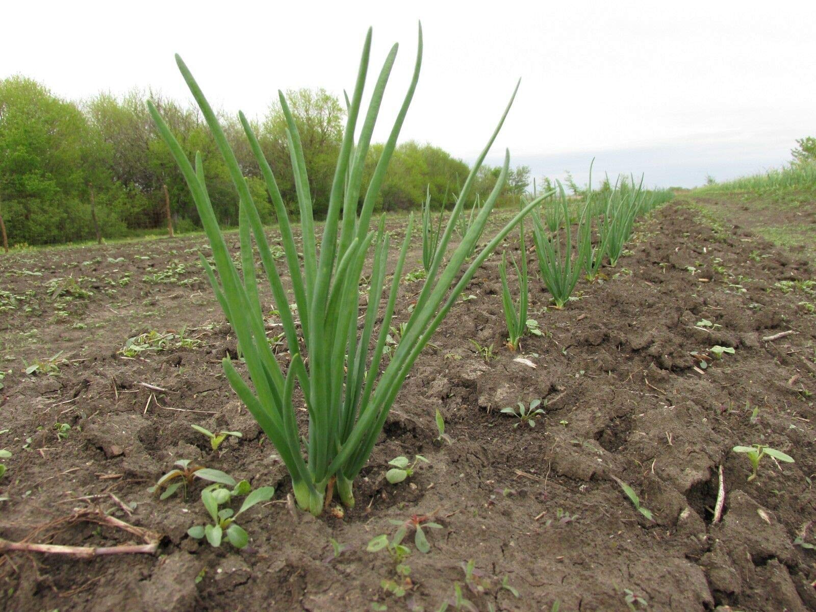 Multiplier Onion Seeds for planting Amanda Hershberger variety
