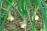 High quality Multiplier Onion Seeds open pollinated