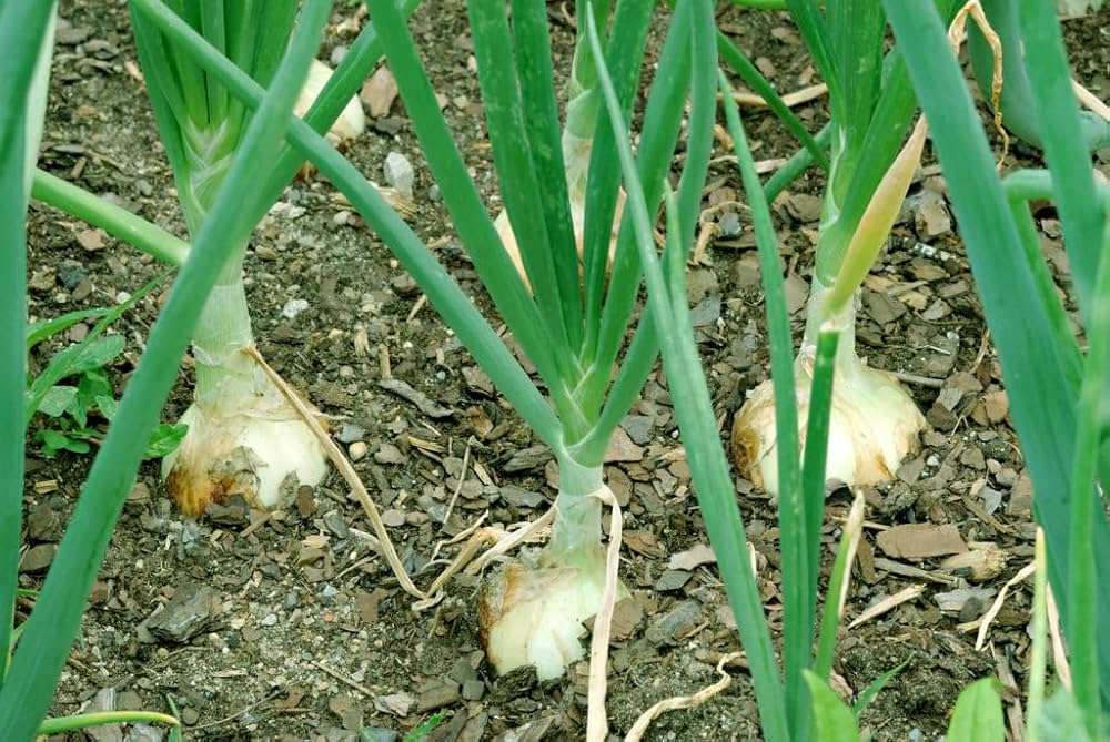 High quality Multiplier Onion Seeds open pollinated