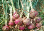 Non GMO Multiplier Onion Seeds for home garden
