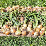 Heirloom Multiplier Onion Seeds for planting