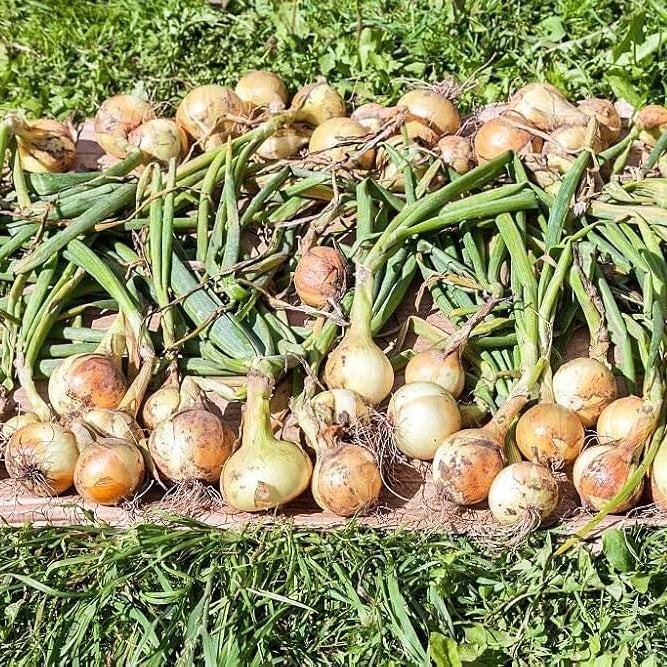Heirloom Multiplier Onion Seeds for planting