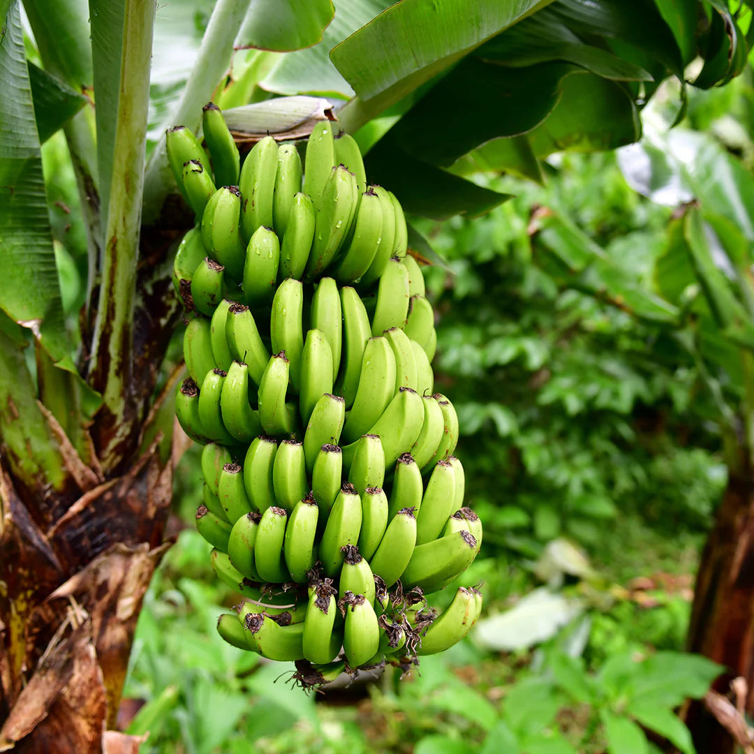 Musa acuminata banana seedling growing in pot
