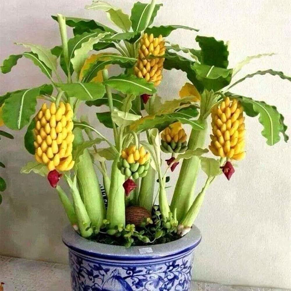 Musa acuminata Banana seeds for planting in warm climate gardens