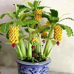 Musa acuminata Banana seeds for planting in warm climate gardens