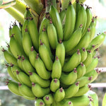 banana seeds germination process in soil for home gardening